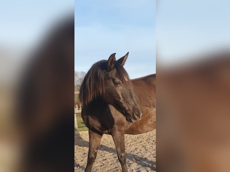 Lusitano Klacz 17 lat 158 cm Kara in Bünde