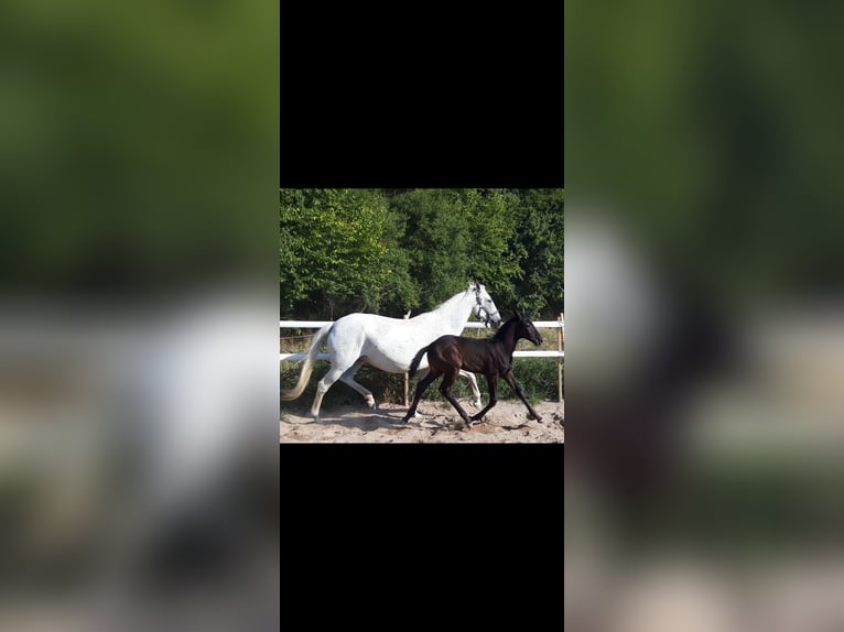 Lusitano Klacz 17 lat Siwa in Knittlingen