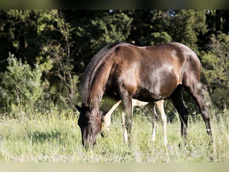 Lusitano Klacz 18 lat 154 cm Kara in Générac