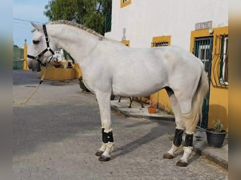 Lusitano Klacz 18 lat 160 cm Siwa in Bredene