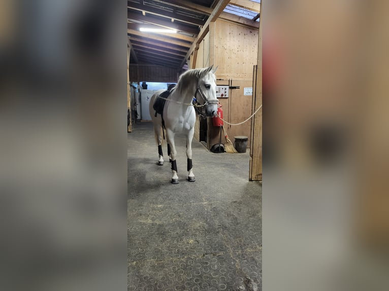 Lusitano Klacz 19 lat 155 cm Siwa in Rüdlingen