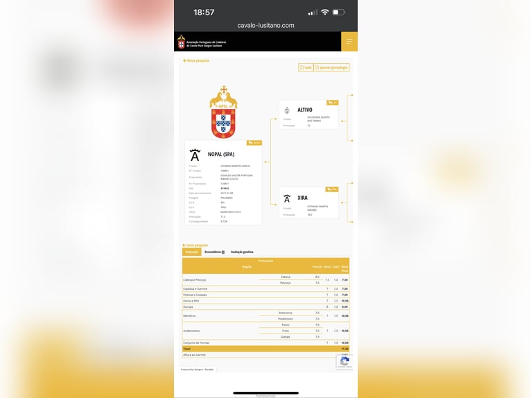 Lusitano Klacz 1 Rok 135 cm Cremello in Guérande