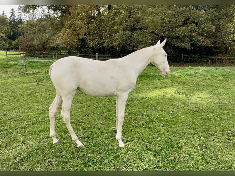 Lusitano Klacz 1 Rok 135 cm Cremello in Guérande