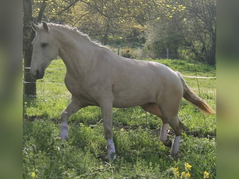 Lusitano Klacz 1 Rok 135 cm Gniada in Sucé sur Erdre