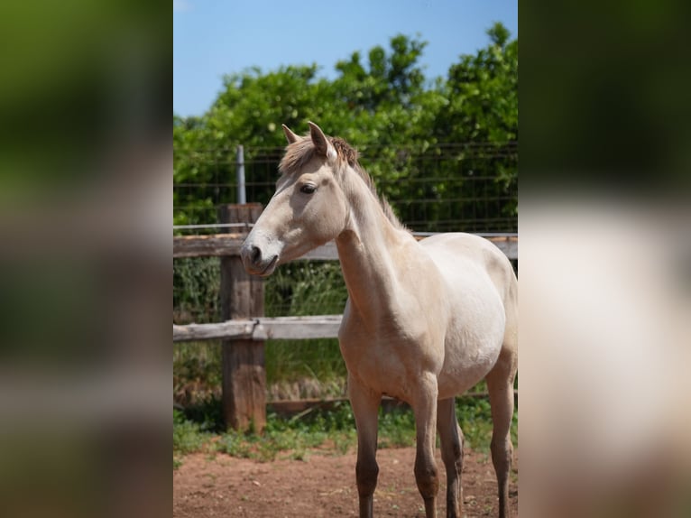Lusitano Mix Klacz 1 Rok 140 cm Perłowa in rafelguaraf