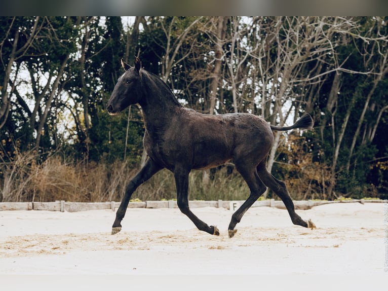 Lusitano Klacz 1 Rok 145 cm Karosiwa in Arles