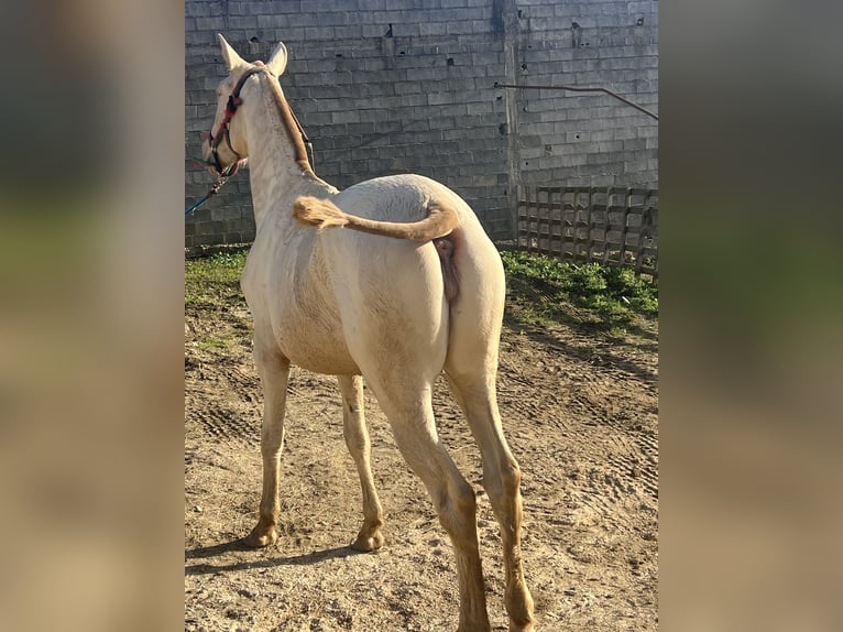 Lusitano Klacz 1 Rok 158 cm Bułana in Pombal