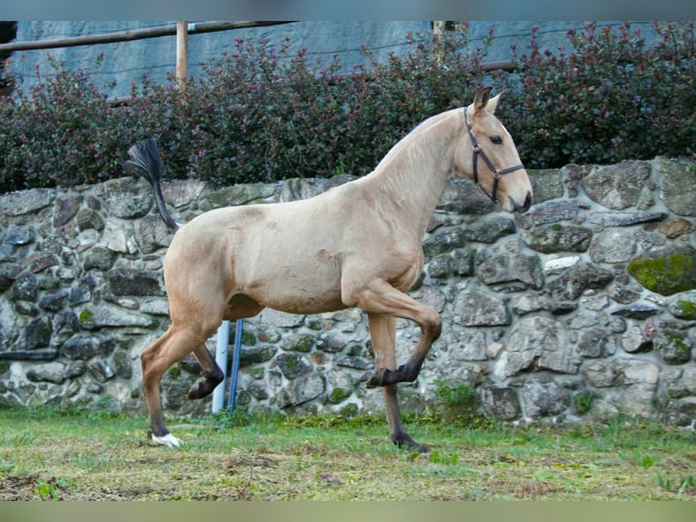 Lusitano Klacz 1 Rok 158 cm Jelenia in Felgueiras, Porto