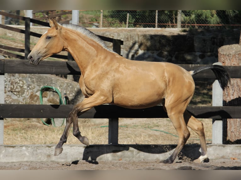 Lusitano Klacz 1 Rok 158 cm Jelenia in Felgueiras, Porto