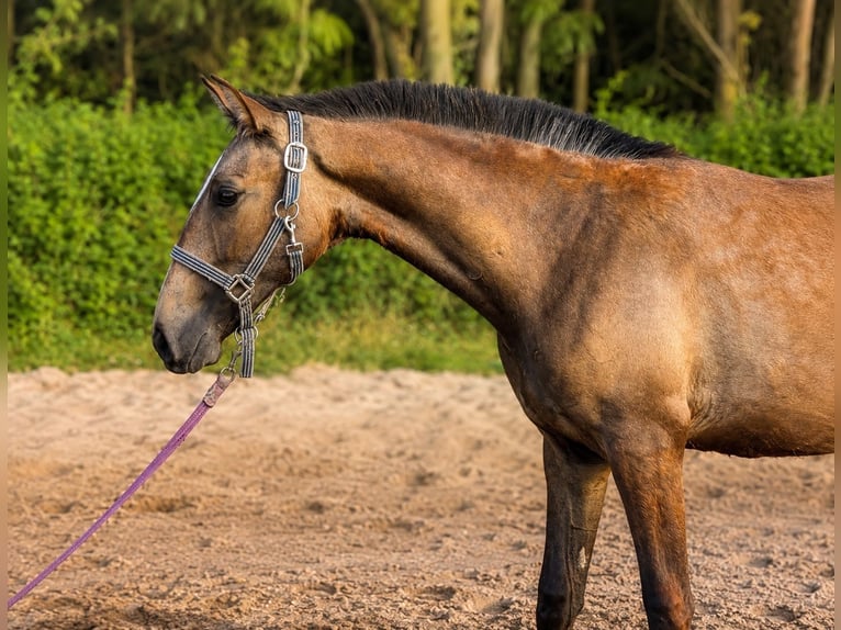 Lusitano Klacz 1 Rok 158 cm Jelenia in Caldas da Rainha