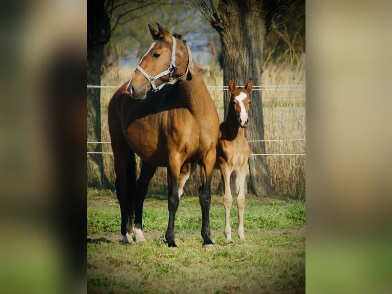 Lusitano Klacz 1 Rok 160 cm Gniada in Bredene