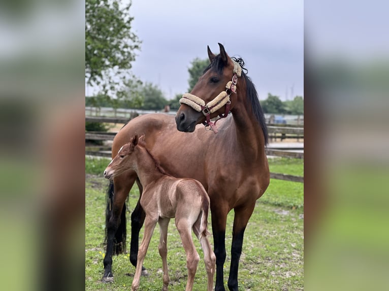 Lusitano Klacz 1 Rok 160 cm Kasztanowata in Bedburg