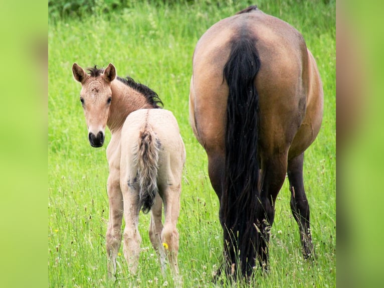 Lusitano Klacz 1 Rok 162 cm Bułana in Fuchstal