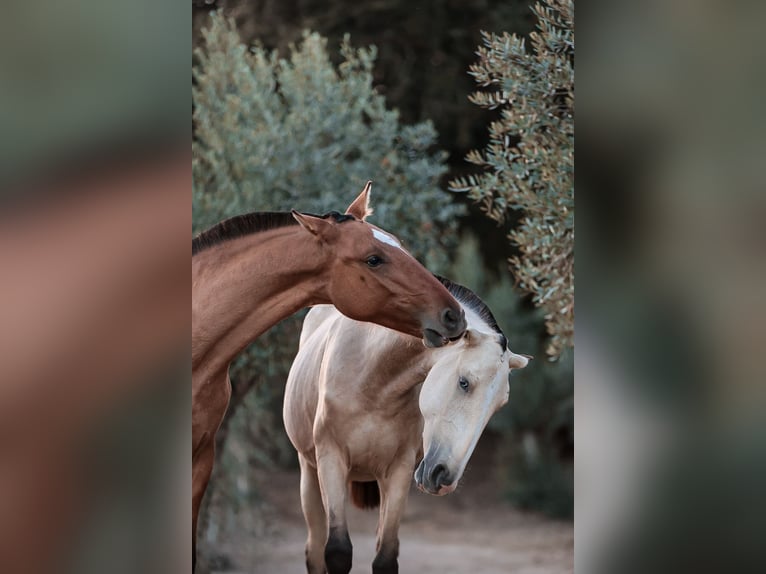 Lusitano Mix Klacz 1 Rok 163 cm Bułana in Rio Maior