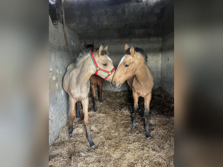 Lusitano Klacz 1 Rok 163 cm Jelenia in Caldas da Rainha
