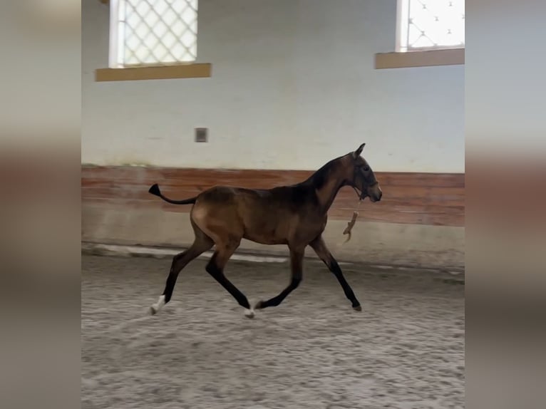 Lusitano Klacz 1 Rok 163 cm Jelenia in Caldas da Rainha