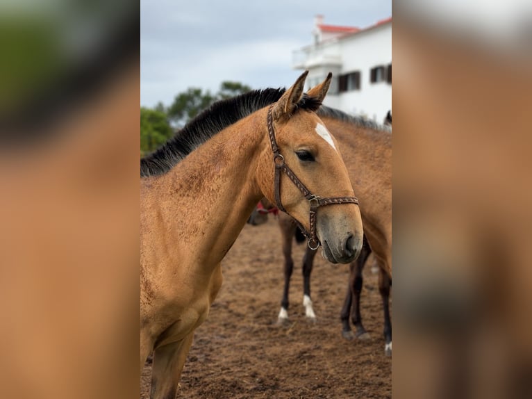 Lusitano Klacz 1 Rok 163 cm Jelenia in Caldas da Rainha