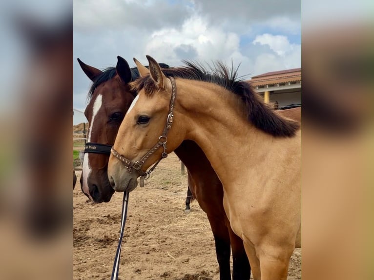Lusitano Klacz 1 Rok 163 cm Jelenia in Caldas da Rainha