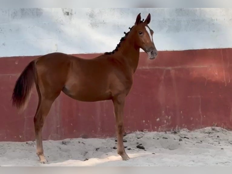 Lusitano Mix Klacz 1 Rok 163 cm Tarantowata in Marinha Grande