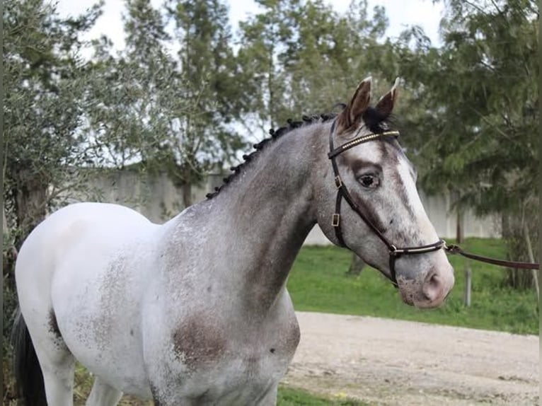 Lusitano Mix Klacz 1 Rok 163 cm Tarantowata in Marinha Grande