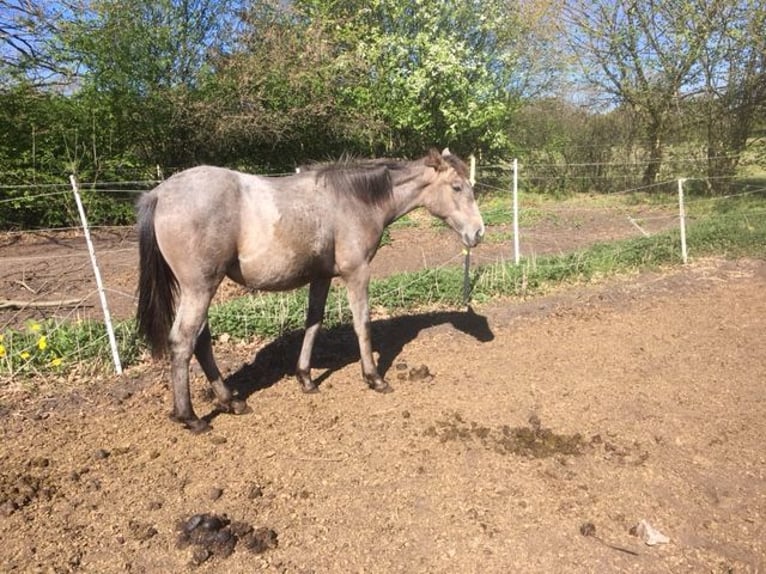 Lusitano Mix Klacz 1 Rok 165 cm Formy Brown Falb in Groß Vollstedt