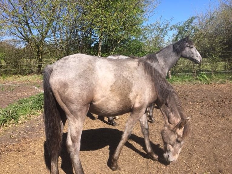 Lusitano Mix Klacz 1 Rok 165 cm Formy Brown Falb in Groß Vollstedt