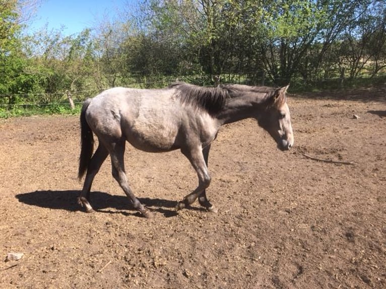 Lusitano Mix Klacz 1 Rok 165 cm Formy Brown Falb in Groß Vollstedt