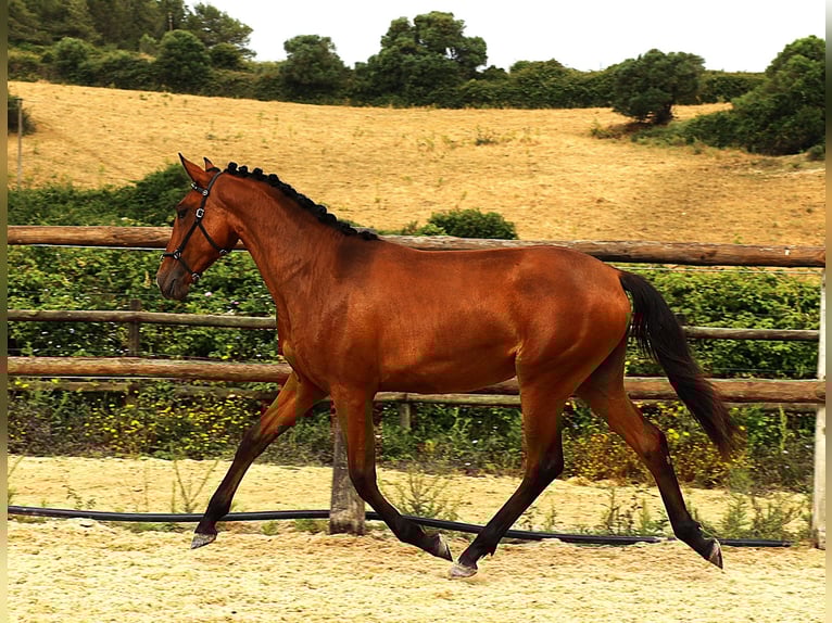 Lusitano Klacz 1 Rok 165 cm Gniada in Ribamar