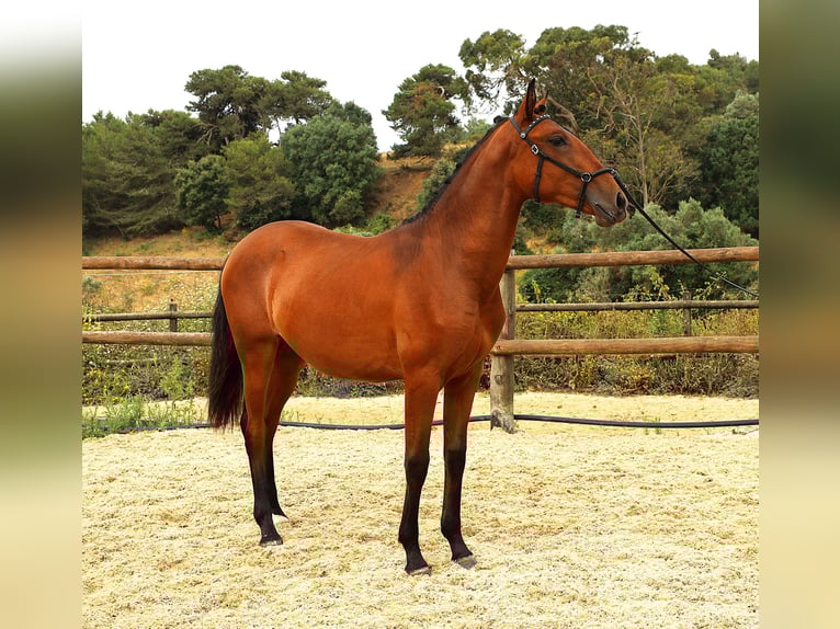 Lusitano Klacz 1 Rok 165 cm Gniada in Ribamar