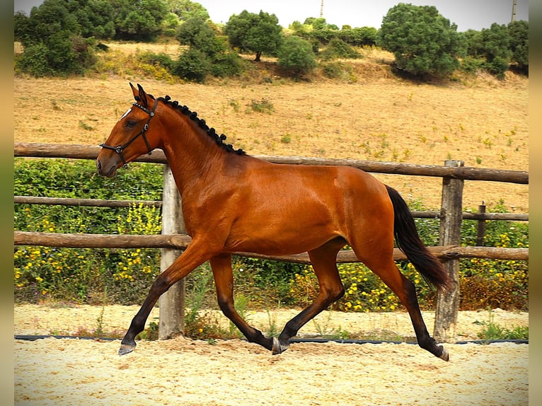 Lusitano Klacz 1 Rok 165 cm Gniada in Ribamar