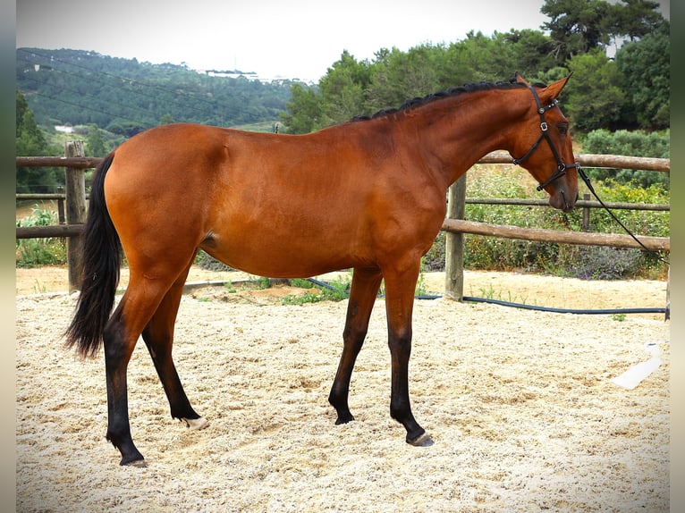 Lusitano Klacz 1 Rok 165 cm Gniada in Ribamar