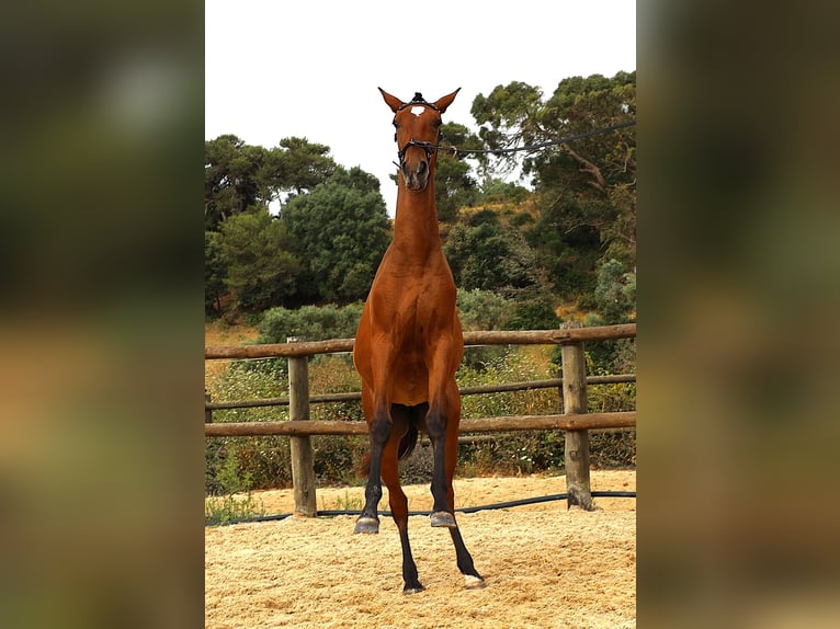 Lusitano Klacz 1 Rok 165 cm Gniada in Ribamar
