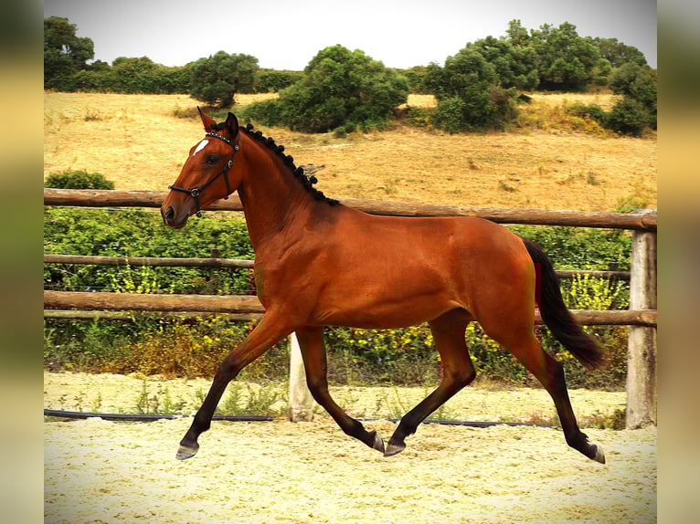 Lusitano Klacz 1 Rok 165 cm Gniada in Ribamar