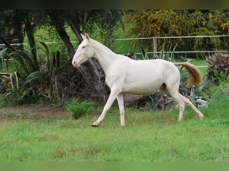 Lusitano Klacz 1 Rok Bułana in Bolonia
