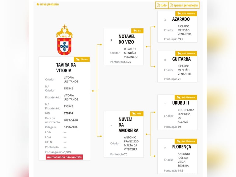 Lusitano Klacz 1 Rok Ciemnogniada in Soyen