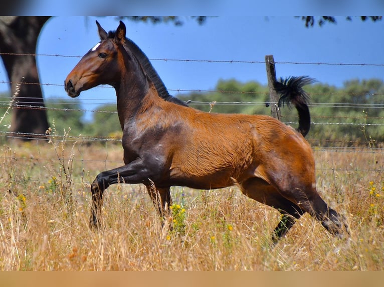 Lusitano Klacz 1 Rok Gniada in Beja