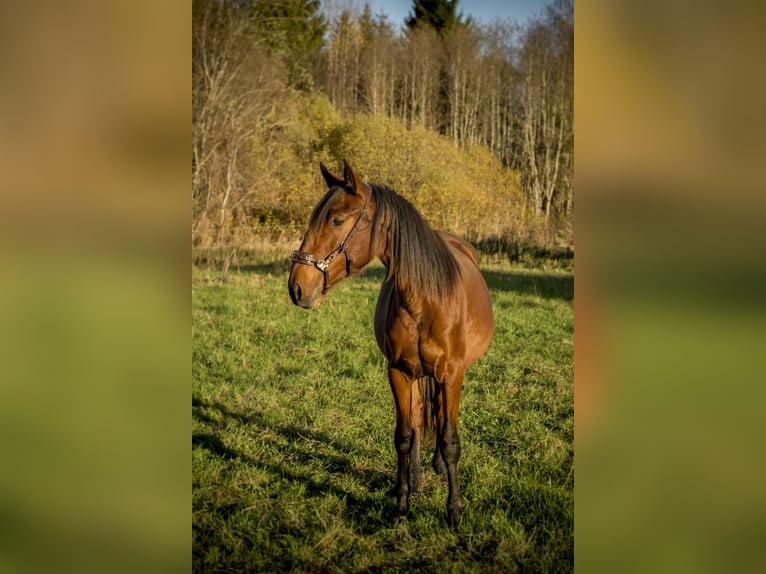 Lusitano Klacz 1 Rok Gniada in Kauda
