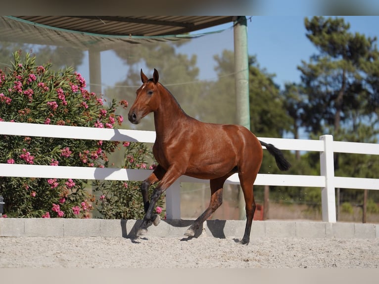 Lusitano Klacz 1 Rok Gniada in Agua Derramada