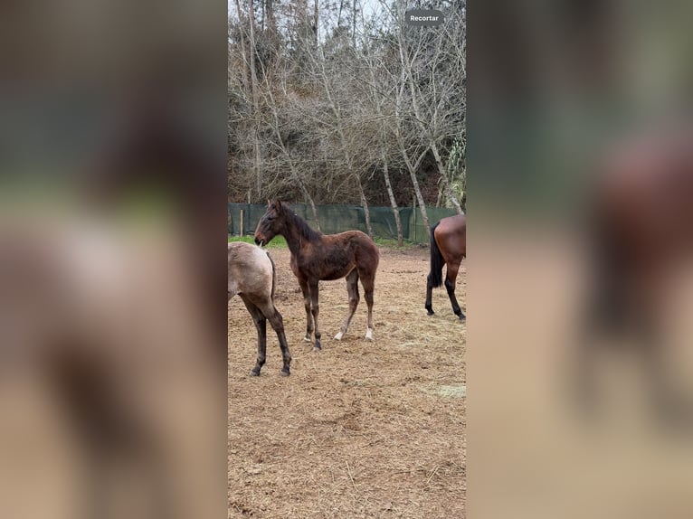 Lusitano Klacz 1 Rok Gniada in Ourém