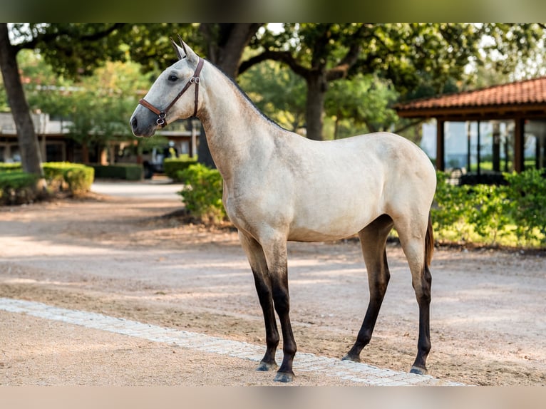 Lusitano Klacz 1 Rok Jelenia in Magnolia