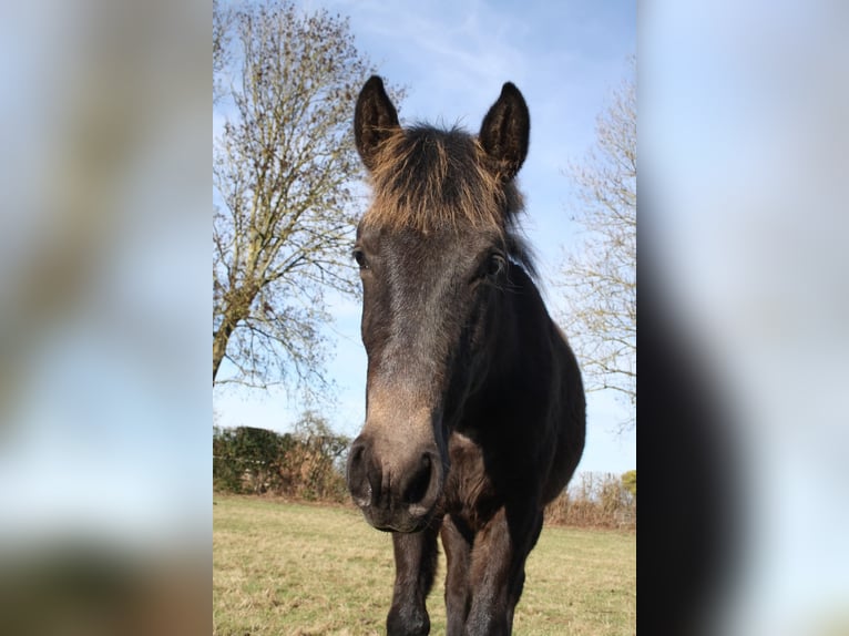 Lusitano Mix Klacz 1 Rok Karosiwa in Jol