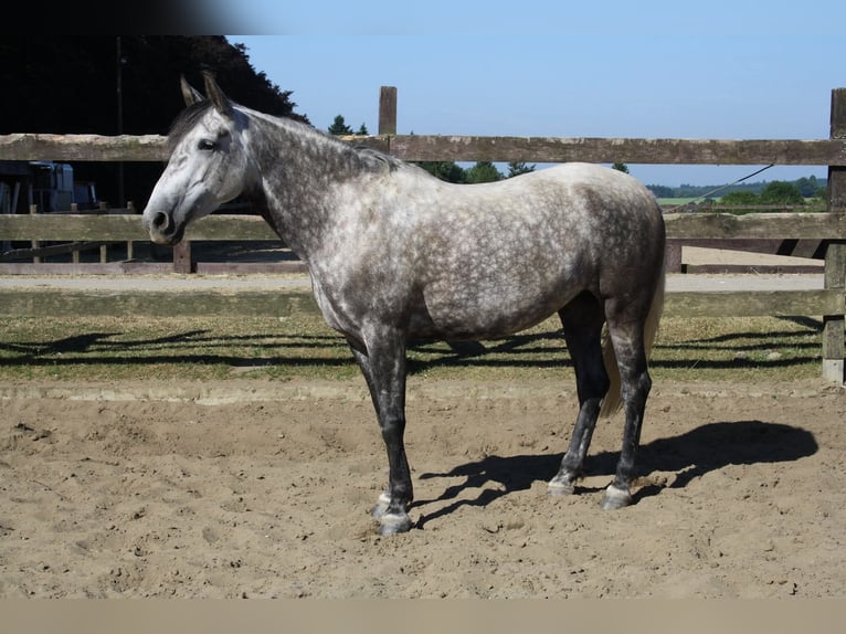 Lusitano Mix Klacz 1 Rok Karosiwa in Jol