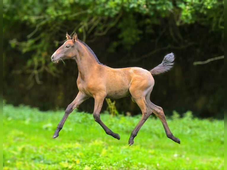 Lusitano Klacz 1 Rok  in Cohiniac