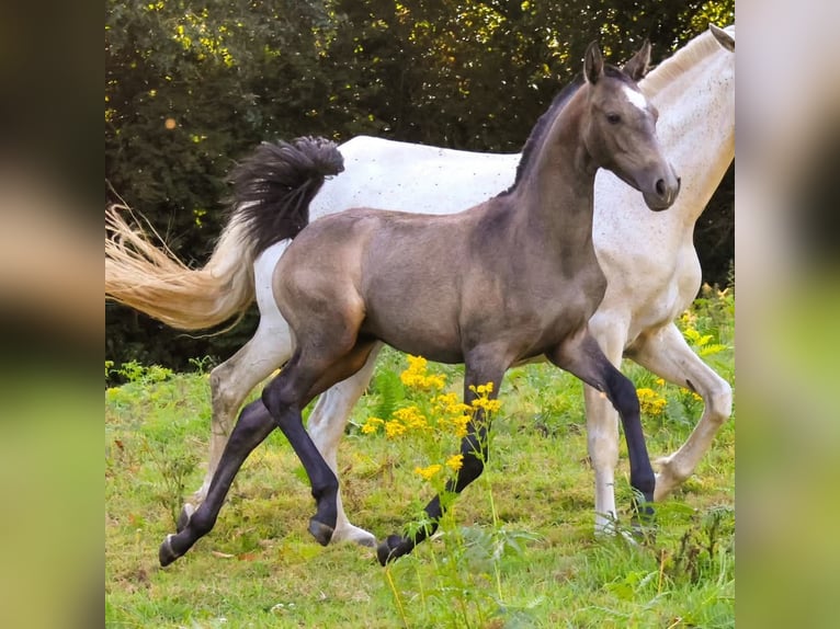 Lusitano Klacz 1 Rok Siwa in Plerneuf
