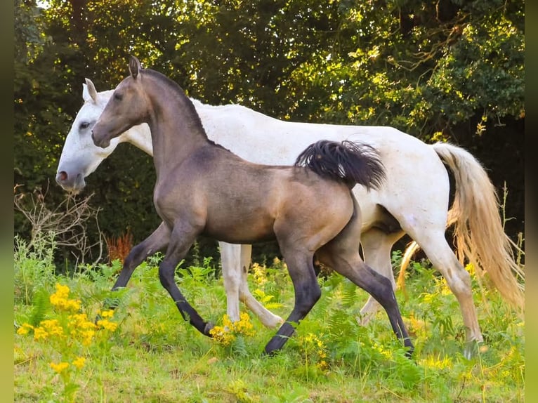 Lusitano Klacz 1 Rok Siwa in Plerneuf