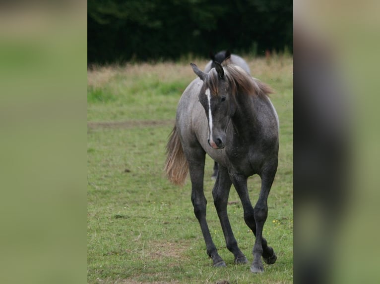 Lusitano Klacz 1 Rok Siwa in Saligny sur Roudon