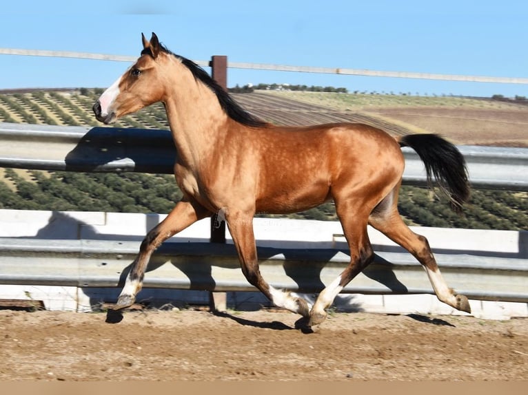 Lusitano Klacz 2 lat 150 cm Bułana in Provinz Cordoba