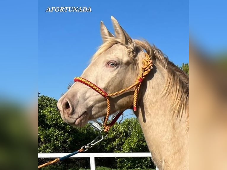 Lusitano Klacz 2 lat 150 cm Cremello in Chiclana de la Frontera