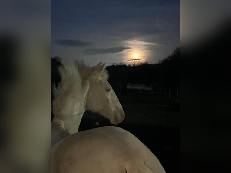 Lusitano Klacz 2 lat 155 cm Perlino in Kodersdorf