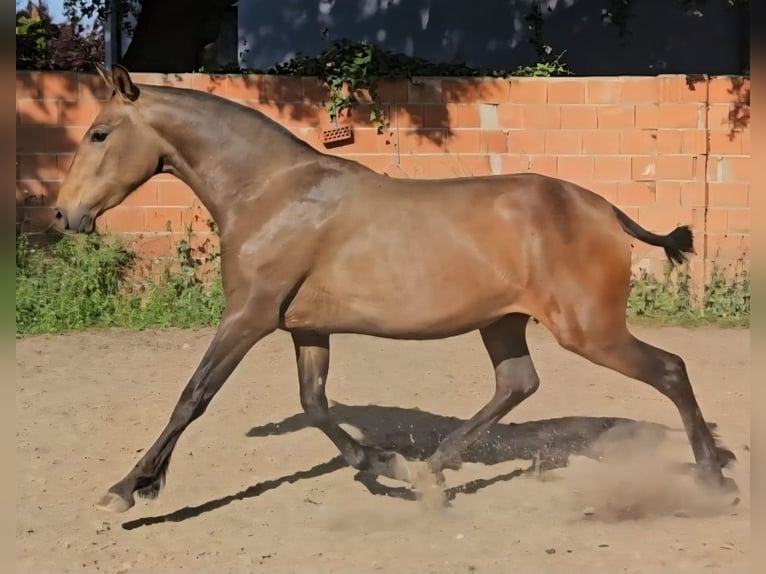 Lusitano Mix Klacz 2 lat 156 cm Jelenia in Valencia